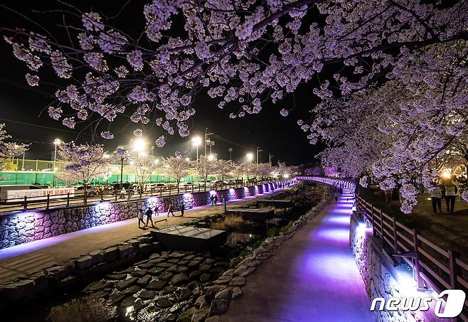 구미시 금오천 일대에 만개한 벚꽃이 야간 조명을 받아 아름다운 자태를 뽐내고 있다. 2023.3.31/뉴스1 ⓒ News1 정우용 기자