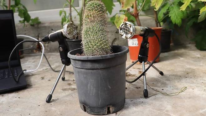릴라크 하다니 이스라엘 텔아비브대 식물생태분자생물학과 교수팀이 식물 고주파를 녹음하는 모습. /Tel Aviv University