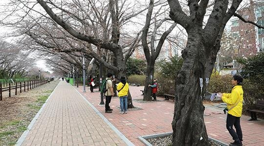 왕벚프로젝트 2050 회원들이 지난달 진해 군항제 예정지의 왕벚나무 수종을 조사하고 있다. 왕벚프로젝트 2050 제공.