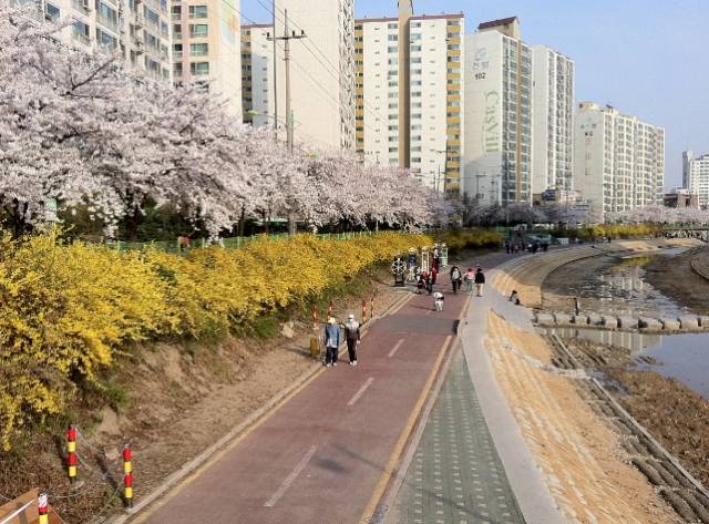 우이천 벚꽃길. 서울시 제공