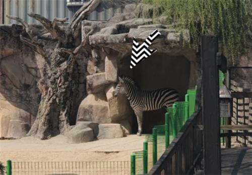 30일 오후 서울어린이대공원 동물원 방사장을 거니는 얼룩말 세로. 어딘가 외로워 보이는 모습. 연합뉴스 제공.