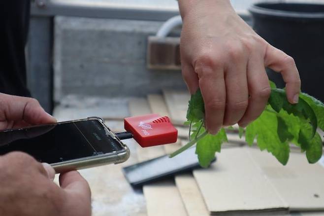 잘린 식물 줄기가 내는 고주파 소리를 녹음하는 장면 [Tel Aviv University 제공. 재판매 및 DB 금지]