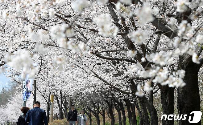 완연한 봄날씨를 보이는 전북 전주시 조경단로 일원에 벚꽃이 활짝 피어 있다./뉴스1 ⓒ News1 유경석 기자