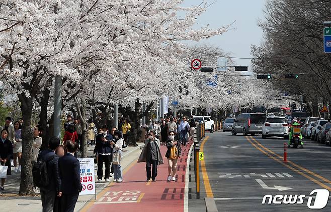 31일 오후 여의도봄꽃축제를 앞두고 벚꽃이 활짝 핀 서울 여의도 여의서로에서 시민들이 즐거운 시간을 보내고 있다.2023.3.31/뉴스1 ⓒ News1 박세연 기자