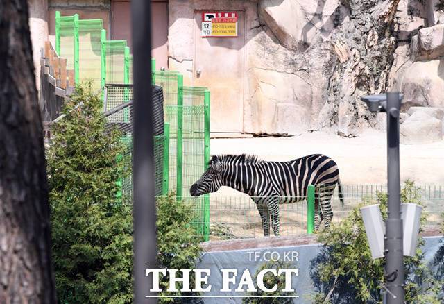 방사장에는 세로가 탈출할 때 부서진 나무 울타리를 대신해 높이 2ｍ가 넘는 초록색 철제 울타리가 임시 설치됐다.