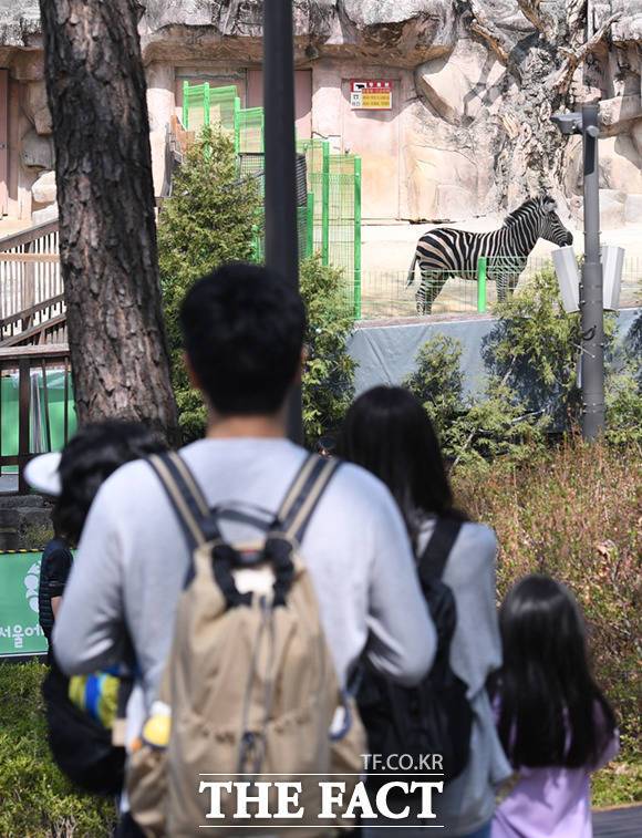 지난 23일 동물원을 탈출했다 3시간 여 만에 붙잡혀 돌아온 세로는 내실에 머물며 안정을 취한 뒤 29일부터 다시 방사장에 나오기 시작했다.