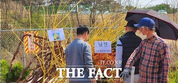 관람객들이 판매를 위해 전시된 묘목을 보고 있다. /옥천=이주현 기자.