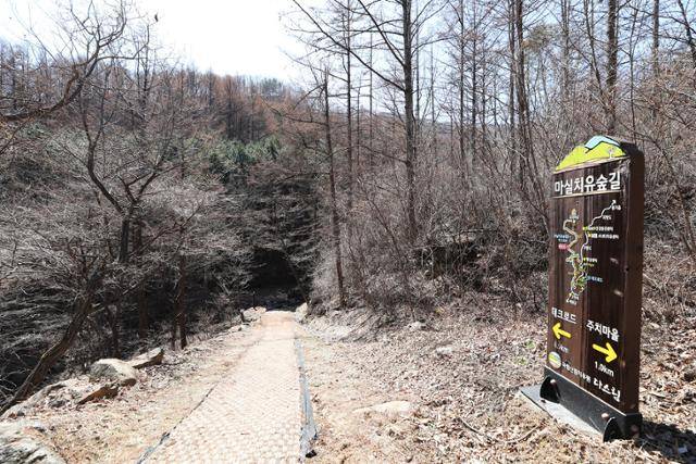 숲 트레킹과 해먹 명상이 진행되는 마실치유숲길. ⓒ박준규