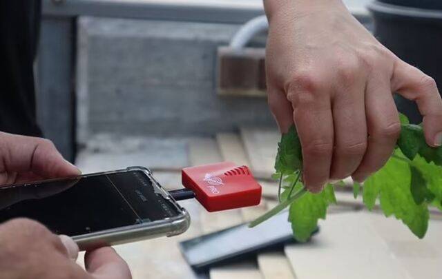 식물도 스트레스를 받으면 소리를 내는 것으로 드러났다. 텔아비브대학교