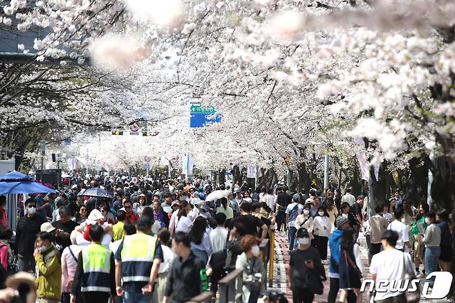 2일 오후 서울 영등포구 여의도 윤중로를 찾은 시민들이 벚꽃길을 걸으며 봄을 만끽하고 있다.  2023.4.2/뉴스1 ⓒ News1 임세영 기자