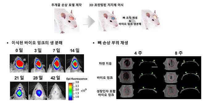 송수창 한국과학기술연구원(KIST) 생체재료연구단 책임연구원 연구팀이 바이오 잉크로 3D 프린트한 지지체. 생쥐의 뼈 손상 부위에 이식 후 생분해와 뼈 재생 효과를 확인했다. /KIST