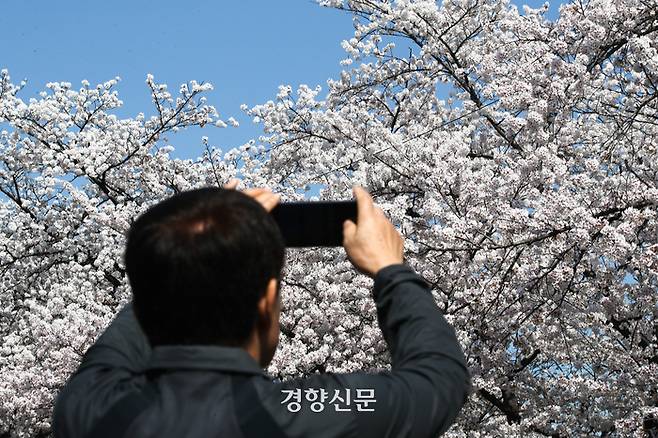 완연한 봄 날씨를 보인 2일 봄꽃축제가 열린 서울 여의도에서 시민들이 벚꽃나무 사이를 걸으며 즐거운 시간을 보내고 있다. 성동훈 기자