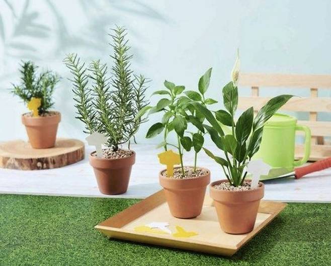 반려식물 [사진 = 연합뉴스]