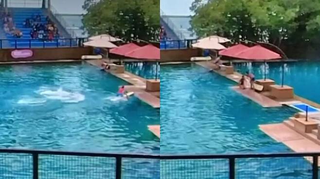 지난해 4월 마이애미 수족관 돌고래쇼 중 조련사를 공격하는 돌고래 '선댄스'. (사진 및 영상=틱톡@scphoto_ky)