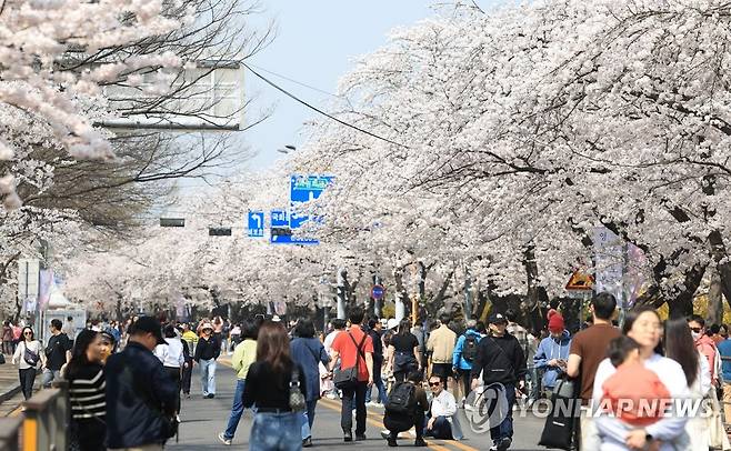 여의도 벚꽃 축제, 사실상 시작 (서울=연합뉴스) 김도훈 기자 = 서울 여의서로 벚꽃길이 교통통제에 들어간 1일 오전 윤중로를 찾은 시민들이 벚꽃 나들이를 즐기고 있다.
    윤중로에서는 4일부터 9일까지 코로나19 이후 4년 만에 영등포 여의도 봄꽃 축제가 열린다. 2023.4.1 superdoo82@yna.co.kr