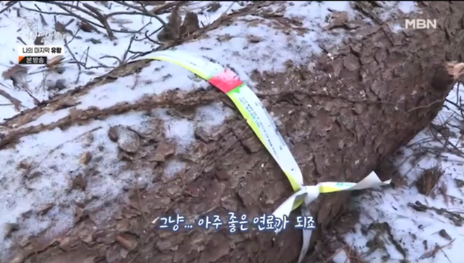 지난 15일 방송된 MBN ‘나는자연인이다’에서 자연인 A씨가 소나무재선충병으로 고사한 나무를 땔감으로 사용하고 있다고 말하고 있다. MBN ‘나는자연인이다’ 갈무리.