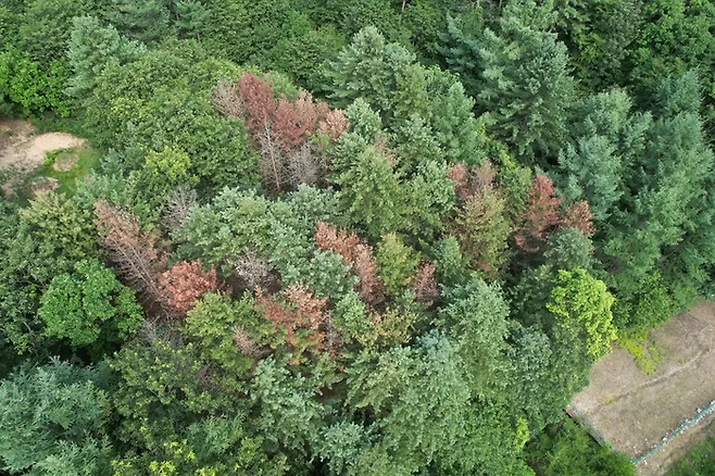 경기, 강원 지역에서 소나무재선충병에 감염돼 적갈색으로 물든 소나무 모습. 녹색연합 제공.