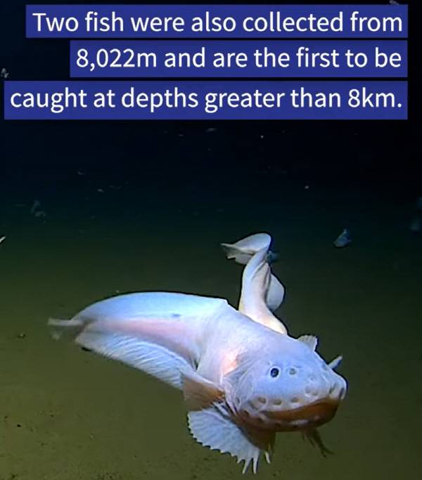 웨스턴오스트레일리아대 유튜브 캡처.