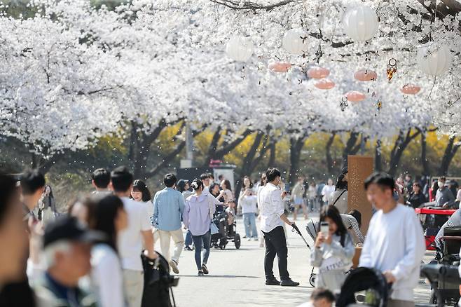 마사회 벚꽃축제를 즐기는 방문객.[마사회 제공]