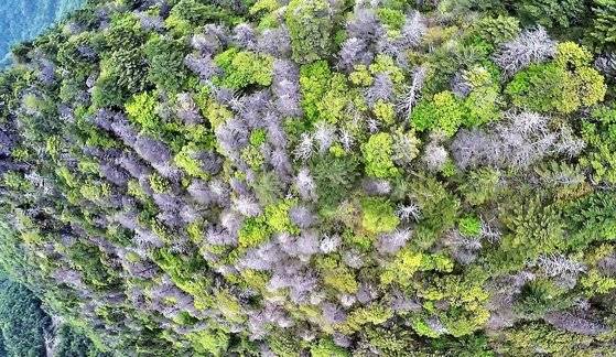 지리산 침엽수 집단고사. [녹색연합]