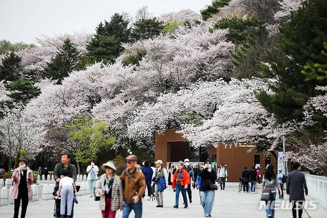 [과천=뉴시스] 김선웅 기자 = 4일 경기 과천시 서울대공원에 벚꽃이 만개해있다. 서울대공원은 5일부터 9일까지 대공원 일대에서 벚꽃축제를 개최한다. 2023.04.04. mangusta@newsis.com