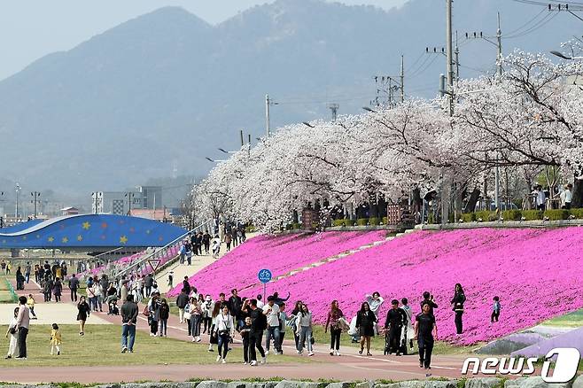 (전북=뉴스1) 박제철 기자 = 전북 정읍시는 지역 대표 봄 축제인 ‘2023 정읍 벚꽃축제’에 25만명(잠정)이 방문했다고 5일 밝혔다. 방문객들이 정읍천변 벚꽃을 감상하고 있다. (정읍시 제공)2023.4.5/뉴스1