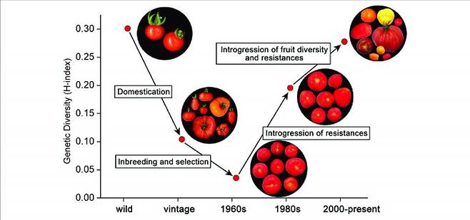 수천 년 전 남미 안데스 지역에서 야생 토마토의 작물화가 일어난 뒤 중미에서 본격적으로 재배됐고 16세기 유럽을 거쳐 세계로 퍼졌다. 이 과정에서 유전자 다양성이 떨어졌다. 그러나 1960년대 이후 병충해 저항성과 당도와 향미 등 품질에 대한 시장의 요구에 맞춰 품종을 개량하는 과정에서 여러 야생종과 재래종을 도입하면서 토마토 유전자 다양성이 커지고 있다. 많은 품종을 개발하다 보니 평가가 제대로 되지 않아 이번처럼 문제가 있는 품종이 농가에 보급된 게 아닐까. 식물과학의 경계 제공