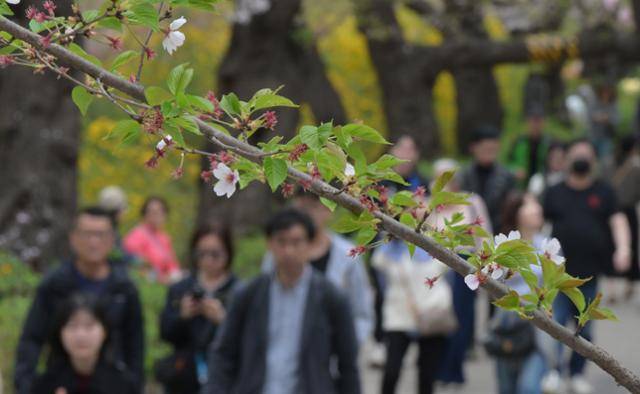 평년에 비해 올라간 기온과 늘어난 일조 시간 등에 의해 전국적으로 봄꽃 개화 시기가 앞당겨진 가운데 4일 ‘영등포 여의도 봄꽃축제’가 개막한 국회 뒤편 벚꽃길의 벚나무 가지에 꽃잎이 떨어지고 새싹이 올라와 있다.
