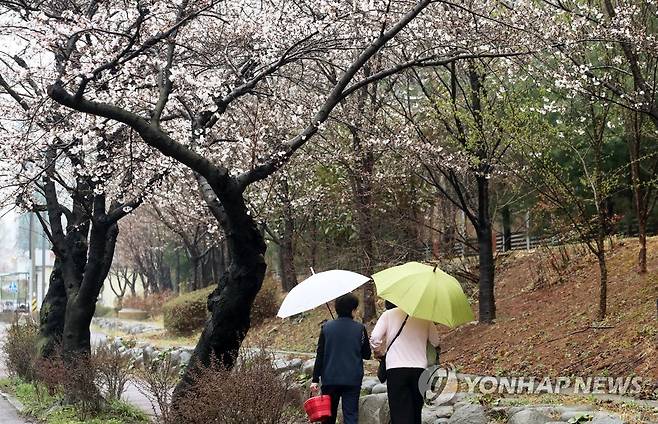 광주에 내리는 봄비와 벚꽃 [연합뉴스 자료사진]