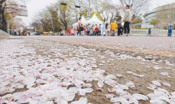 제17회 봄꽃축제가 개막한 지난 4일 서울 영등포구 여의도에서 어린이들이 벚꽃길을 걷고 있다. 뉴스1