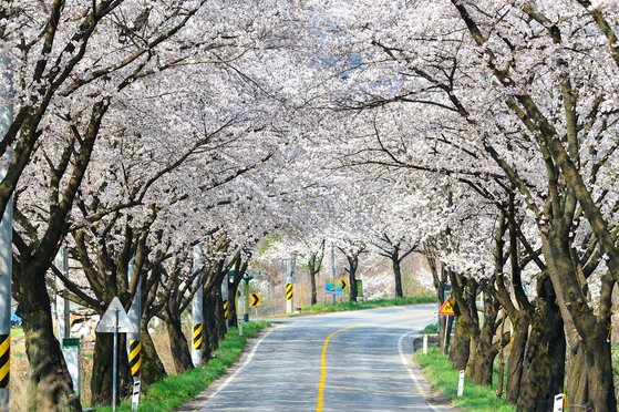 청풍호 벚꽃길. 중앙포토