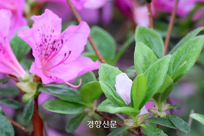 산발적인 봄비가 이어진 6일 서울 송파나루 공원에 핀 진달래꽃 사이로 벚꽃잎이 떨어져 있다. 조태형 기자