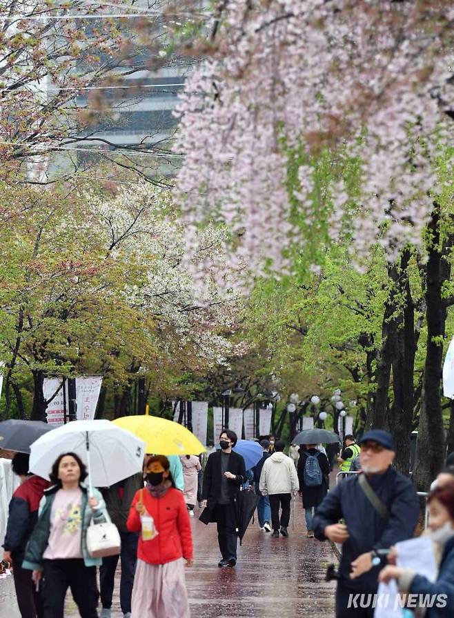 고마운 봄비가 하루종일 내린 가운데 송파구 석촌호수를 시민들이 산책하고 있다. 송파구 김우진 홍보팀장은 “벚꽃이 대부분 낙화해 아쉽다”면서 “지난주 행사를 개최했으면 가장 좋았겠지만 4년 만에 펼쳐진 행사여서 방문객이 너무 많이 몰려 안전 우려가 클 정도였다”고 말했다.