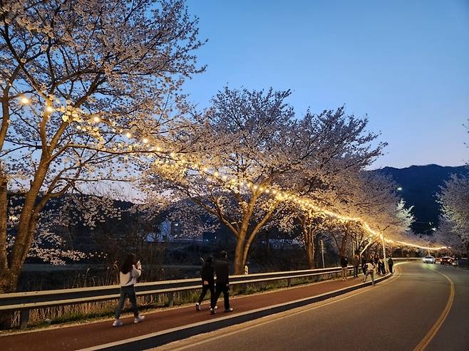 계룡시는 7~9일 향한리, 계룡대 제3정문 일대에서 ‘벚꽃 엔딩, 봄의 향연’이란 주제의 봄꽃행사를 연다. 2023. 04. 06 계룡시  *재판매 및 DB 금지