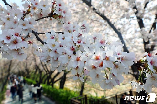 서울 강남구 양재천에서 시민들이 벚꽃길을 걸으며 봄을 만끽하고 있다.  ⓒ News1