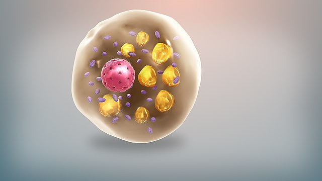 미토콘드리아가 풍부하고 지질 방울이 흩어져 있는 갈색 지방 세포. 위키미디어 제공