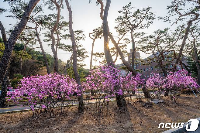 삼육대 소나무와 진달래