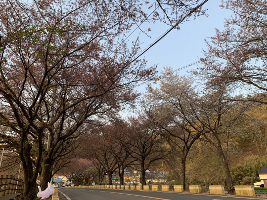 7일 벚꽃이 다 떨어진 세상에서 가장 긴 벚꽃길 도로. 사진=이다온 기자