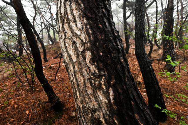 6일 서울 인왕산 개미마을~기차바위를 잇는 등산로 부근에 서 있는 나무의 절반(왼쪽)은 정상이지만, 다른 절반은 까맣게 타 있다.