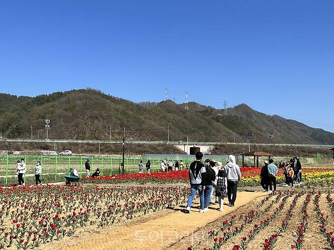 약 5만 송이 튤립 활짝 핀 안동포타운