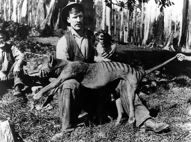 갓 죽인 주머니 늑대를 보여주는 태즈메이니아 주민. 가축을 해친다는 근거 없는 믿음과 현상금을 건 포획, 질병 확산, 서식지 감소 등이 멸종으로 이끌었다. 위키미디어 코먼스 제공.