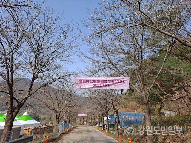 ▲ 벚꽃으로 유명한 춘천 북산면 부귀리 주민들이 축제를 앞두고 벚꽃이 꽃을 피우지 못하자 ‘벚꽃이 냉해를 입어 부실합니다. 죄송합니다’라는 현수막을 마을 입구에 내걸었다.