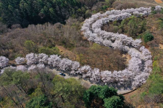 ▲ 지난해 4월 강원 춘천시 북산면 부귀리 물안마을에 벚꽃이 만개해 있다.&nbsp; 2022.4.17 연합뉴스 자료사진