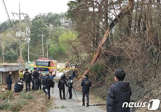 산림청 중앙산불방지대책본부는 11일 08시 30분 강원도 강릉시 난곡동 일원에서 발생한 산불의 원인을 강풍으로 나무가 쓰러지면서 전선을 덮쳐 단선되어 불꽃을 일으킨 것으로 추정하고 정확한 원인을 조사하고 있다. 산림청은 산불이 발생하자 곧바로 국립산림과학원과 한국산불방지기술협회 관계자를 현장으로 급파하여 산불이 발화된 곳으로 추정된 곳을 보존하고 발화 원인을 조사 중이다. 사진은 발화지점으로 추정되는 강원도 강릉시 난곡동 일원의 강풍에 쓰러진 나무. (산림청 제공) 2023.4.11/뉴스1