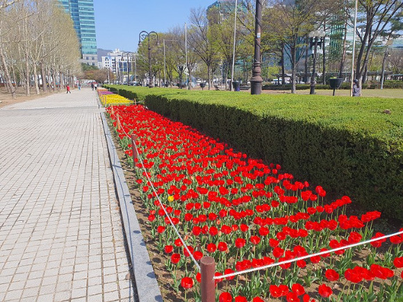 안양 평촌중앙공원 튤립 [사진=안양시]