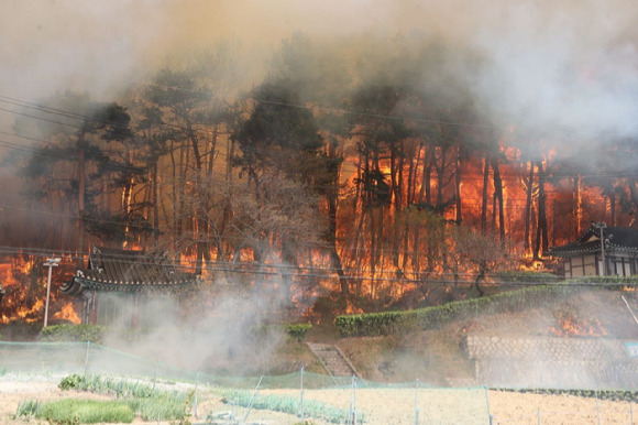 11일 오전 8시 22분께 강원 강릉시 난곡동 일원에서 발생한 대형 산불에 나무들이 소실되고 있다. [사진=뉴시스]