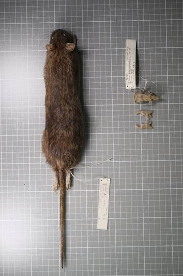 집쥐 표본. 조영석 교수 제공