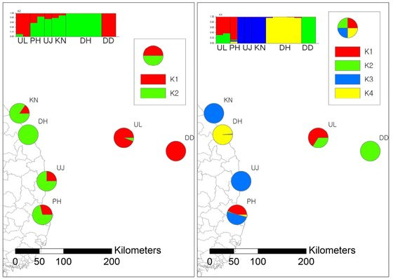 독도 집쥐와 유전적으로 유사한 소집단 분석. 16마리 쥐를 2개의 소집단으로 구분했을 경우(왼쪽)과 4개의 소집단으로 구분했을 때 독도(DD)의 집쥐는 울릉도 집단(UL)과 가장 유사한 것으로 나타났다. 특히 4개 집단으로 구분했을 때(오른쪽) 독도 쥐 집단은 유일하게 울릉도 집단과 조상을 공유하는 것으로 분석됐다. [자료: animals, 2023]
