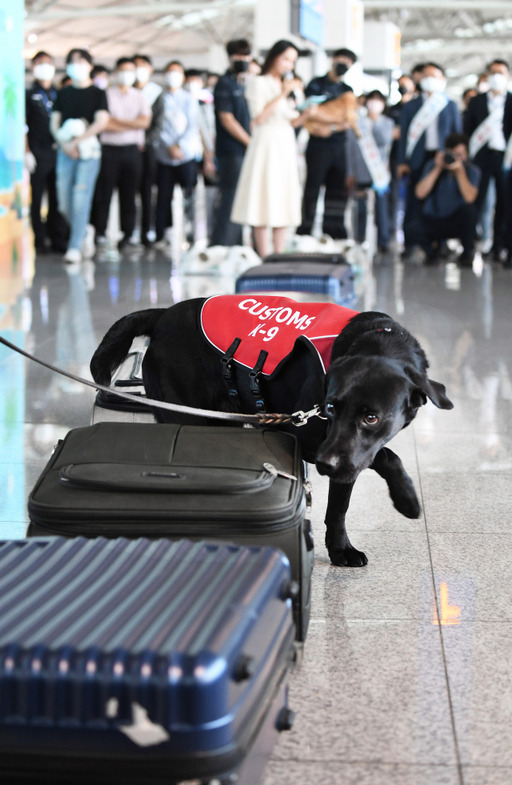 인천국제공항 제1여객터미널 출국장에서 관세청 관계자가 마약 탐지견을 이용한 '마약류 밀반입 탐지' 시범을 보이고 있다. 경기일보 DB