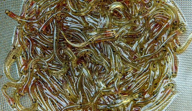 거제 사람들에게 봄맞이 음식으로 통하는 사백어. 3~4월에만 나온다. 거제=지영철 프리랜서 기자